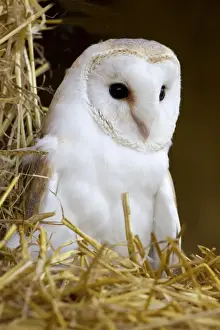 Captive Prints: Barn Owl (Tyto alba) adult, standing on round straw bale in barn