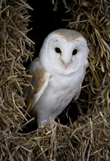 Gloucestershire Prints: Barn Owl (Tyto alba) adult, standing on straw bales