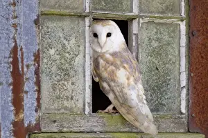 Captive Prints: Barn Owl (Tyto alba) adult, standing at window of rusting corrugated iron shed