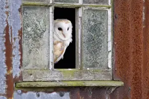 Barn Owl (Tyto alba) adult, standing at window of rusting corrugated iron shed, Berwickshire, Scottish Borders