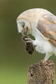 Barn Owl (Tyto alba) adult, with Wood Mouse (Apodemus sylvaticus) prey in talons, perched on fencepost