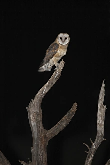 Pilanesberg Prints: Barn Owl (Tyto alba affinis) adult