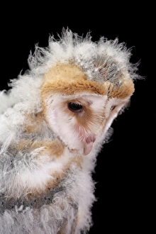 Fledglings Prints: Barn Owl (Tyto alba) chick, close-up of head, England, July (captive)