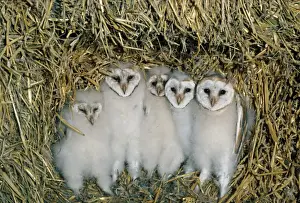 Barn Owl (Tyto alba) five chicks, at nest amongst straw bales in barn, Scotland