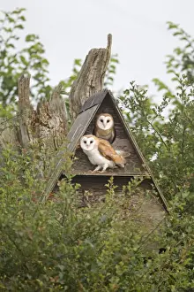 Nest Prints: Barn Owl (Tyto alba) two chicks, perched at entrance to nestbox, Suffolk, England, July