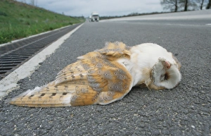 Corpses Prints: Barn Owl (Tyto alba) dead adult, roadkill casualty on road, South Yorkshire, England
