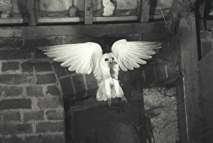 Special Prints: Barn Owl (Tyto alba) In flight with prey (Eric Hosking)