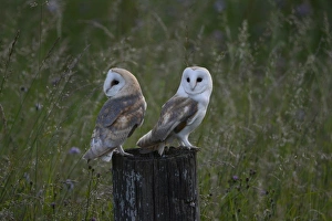 Owls Prints: Barn Owl (Tyto alba) two juveniles