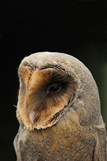 Form Prints: Barn Owl (Tyto alba) melanistic phase, adult, close-up of head (captive)