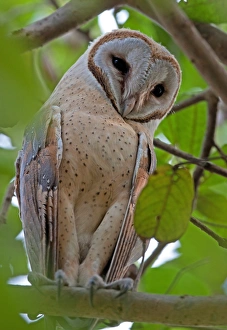 Roost Prints: Barn Owl (Tyto alba stertens) adult, perched on branch, Guwahati, Assam, India, january