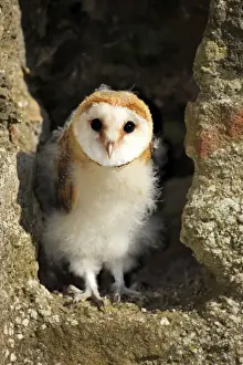 Germany Prints: Barn Owl (Tyto alba) young, standing at nest entrance in building, Germany