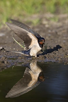 Barn Swallow (Hirundo rustica) adult, with wings raised, collecting mud at edge of pond for nesting material, Bulgaria, may
