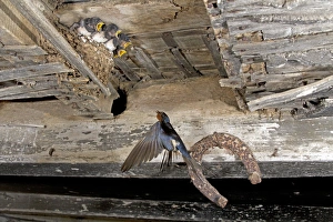 Begging Prints: Barn Swallow (Hirundo rustica) adult