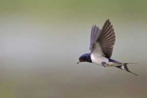 Gather Prints: Barn Swallow (Hirundo rustica) adult female