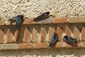 Sunning Prints: Barn Swallow (Hirundo rustica) adult and three juveniles
