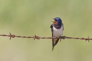 Singing Prints: Barn Swallow (Hirundo rustica) adult male