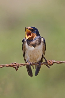 Barn Swallow (Hirundo rustica) adult male, singing, perched on barbed wire, Minsmere RSPB Reserve, Suffolk, England, august