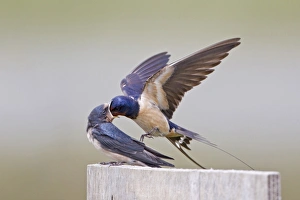 Barn Swallow (Hirundo rustica) adult male, in flight, feeding fledged chick on post, Minsmere RSPB Reserve, Suffolk, England, july