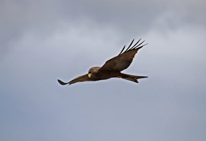 Barn Swallow (Hirundo rustica) adult male, in flight, with full crop to feed young, Norfolk, England, june
