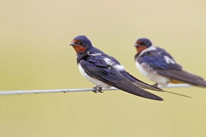 Fence Prints: Barn Swallow (Hirundo rustica) two adults