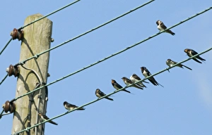 Gather Prints: Barn Swallow (Hirundo rustica) adults and juveniles