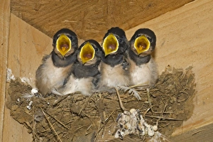 Begging Prints: Barn Swallow (Hirundo rustica) four chicks, begging, nesting in shed, Norfolk, England
