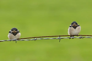 Funny Prints: Barn Swallow (Hirundo rustica) two fledged chicks
