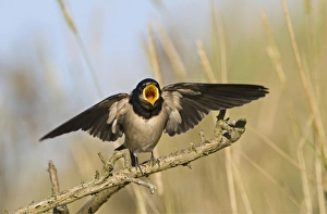 Begging Prints: Barn Swallow (Hirundo rustica) fledged young
