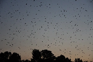 Barn Swallow (Hirundo rustica) flock, in flight over winter winter roost site in reedbed at sunset, Newcastle, KwaZulu-Natal, South Africa