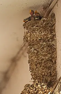 Chicks Prints: Barn Swallow (Hirundo rustica gutturalis) chicks at nest in shopping arcade
