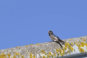 Chicks Prints: Barn Swallow (Hirundo rustica) juvenile