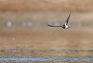 Barn Swallows Prints: Barn Swallow (Hirundo rustica rustica) juvenile