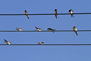 Martins Prints: Barn Swallow and House Martins on power cables, flocking before migration