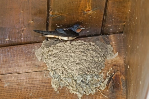Nest Prints: Barn Swallow at mud nest