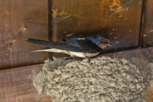 Barn Swallow at mud nest