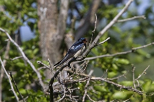 Bulgaria Prints: Barn Swallow resting on tree