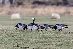 Barnacle Geese grazing on grass on Islay Scotland