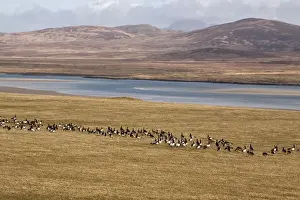 Islay Prints: Barnacle Geese on Islay Scotland, in field over Loch Gruinart toward Jura