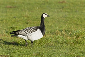 Barnacle Goose (Branta leucopsis) adult, walking on grass, Islay, Inner Hebrides, Scotland, november