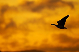 Barnacle Goose (Branta leucopsis) adult, in flight, silhouetted at dawn, Loch Gruinart RSPB Reserve, Islay, Inner Hebrides, Scotland, november