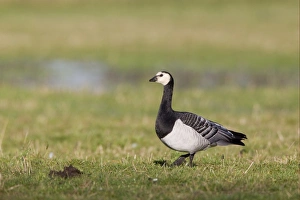Barnacle Goose (Branta leucopsis) adult, walking on grass in field, Caerlaverock, Dumfries, Scotland, november