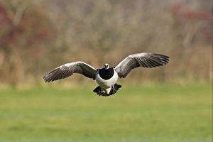 Barnacle Goose (Branta leucopsis) adult, in flight, landing in field, Caerlaverock, Dumfries, Scotland, november