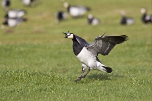 Barnacle Goose (Branta leucopsis) adult, in flight, landing in field, Islay, Inner Hebrides, Scotland, november