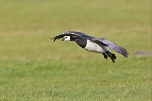 Barnacle Goose (Branta leucopsis) adult, in flight, landing in field, Islay, Inner Hebrides, Scotland, november