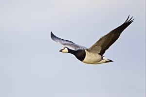 Barnacle Goose (Branta leucopsis) adult, in flight, Islay, Inner Hebrides, Scotland, november