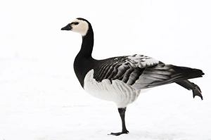Barnacle Goose (Branta leucopsis) adult, running leg over wing, standing on snow in city parkland, Regents Park
