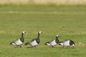 Barnacle Goose (Branta leucopsis) four adults, walking on grass, Islay, Inner Hebrides, Scotland, november