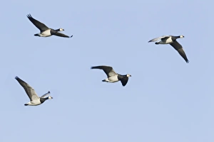 Caerlaverock Prints: Barnacle Goose (Branta leucopsis) four adults