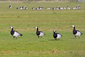 Barnacle Goose (Branta leucopsis) four adults, with flock in background, standing on grass in field, Islay, Inner Hebrides, Scotland, november