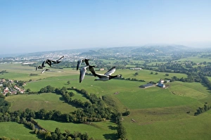 Barnacle Goose (Branta leucopsis) adults, flock in flight over countryside, England, september